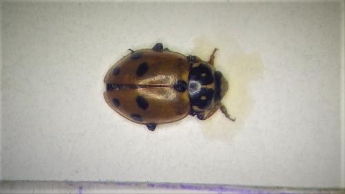 Hippodamia variegata